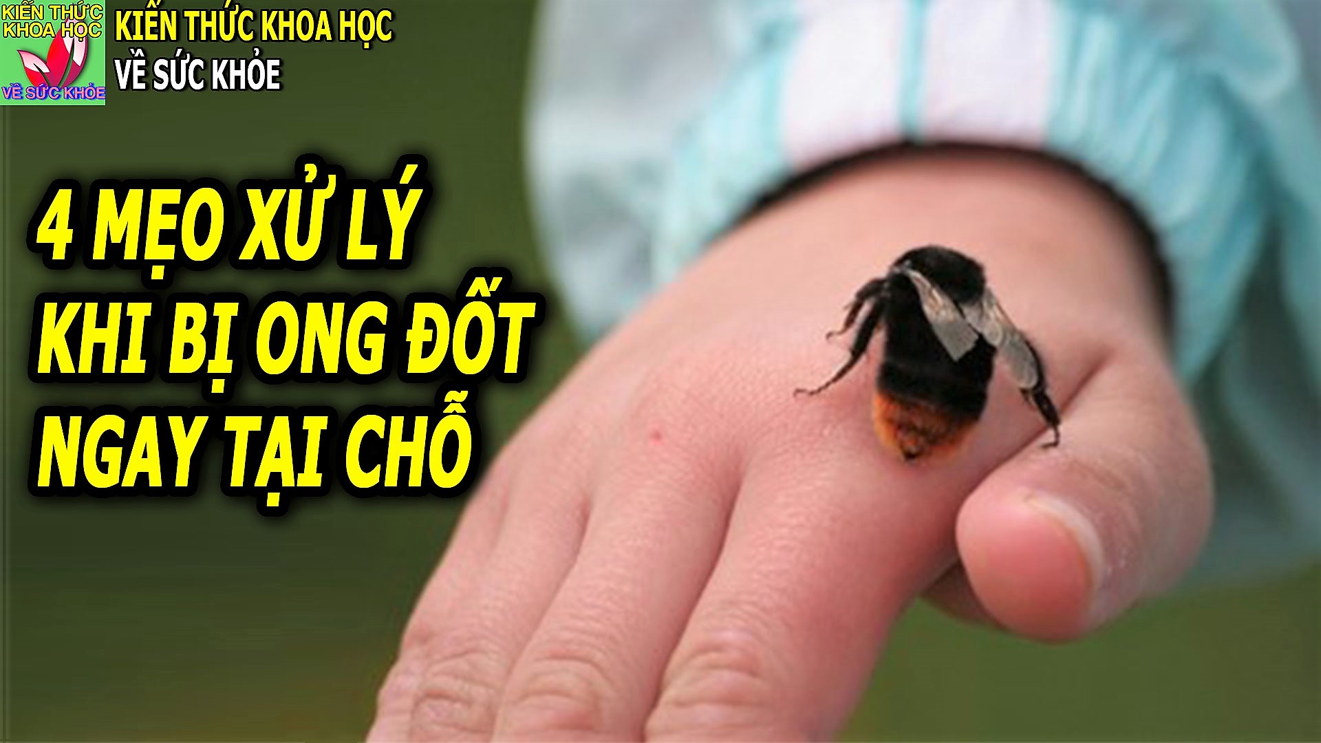 Bạn đã bao giờ bị ong đốt hay nhiễm độc từ côn trùng này? Xem hình ảnh để biết các mẹo xử lý đơn giản, hữu ích trong trường hợp khẩn cấp này.