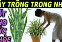 8-loai-cay-trong-trong-nha-tot-nhat-cho-suc-khoe