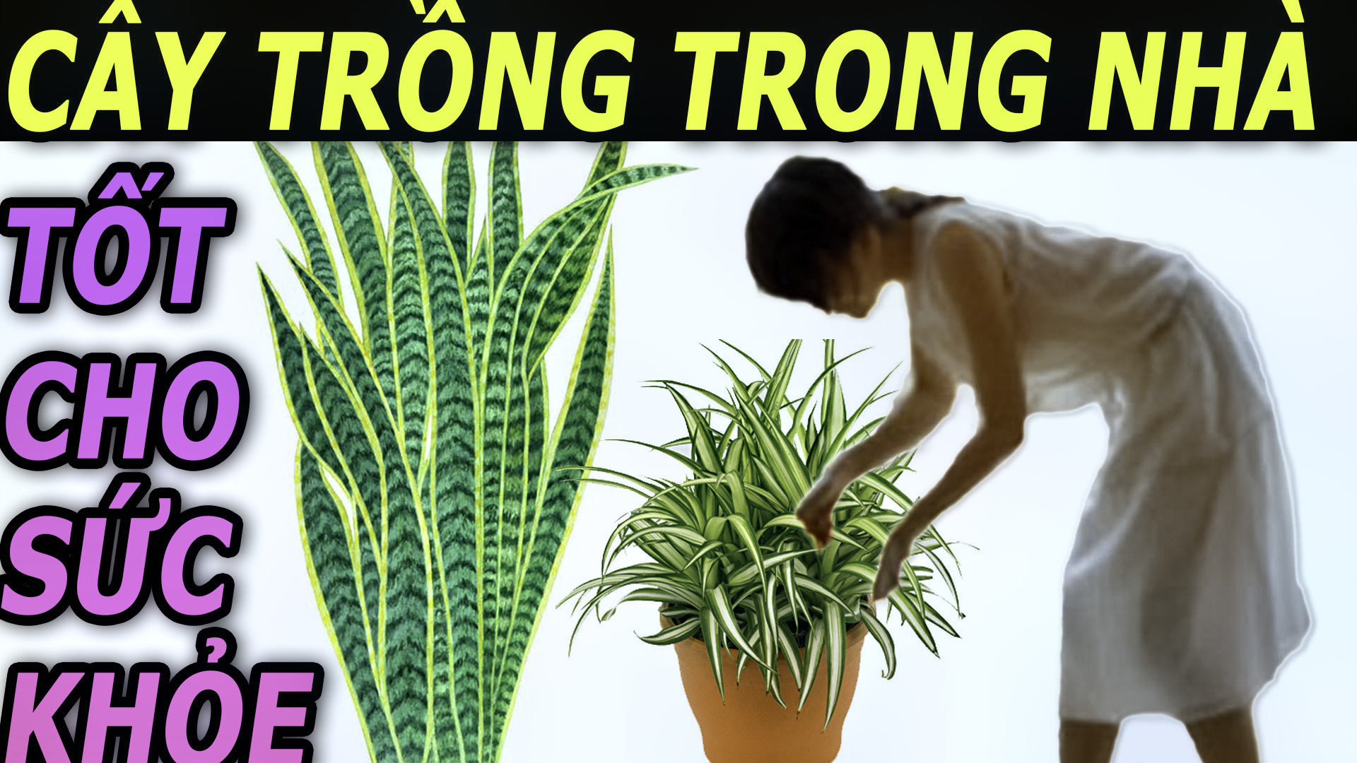 8-loai-cay-trong-trong-nha-tot-nhat-cho-suc-khoe