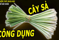 6-cach-dung-sa-sieu-hieu-qua-khong-nhieu-nguoi-biet
