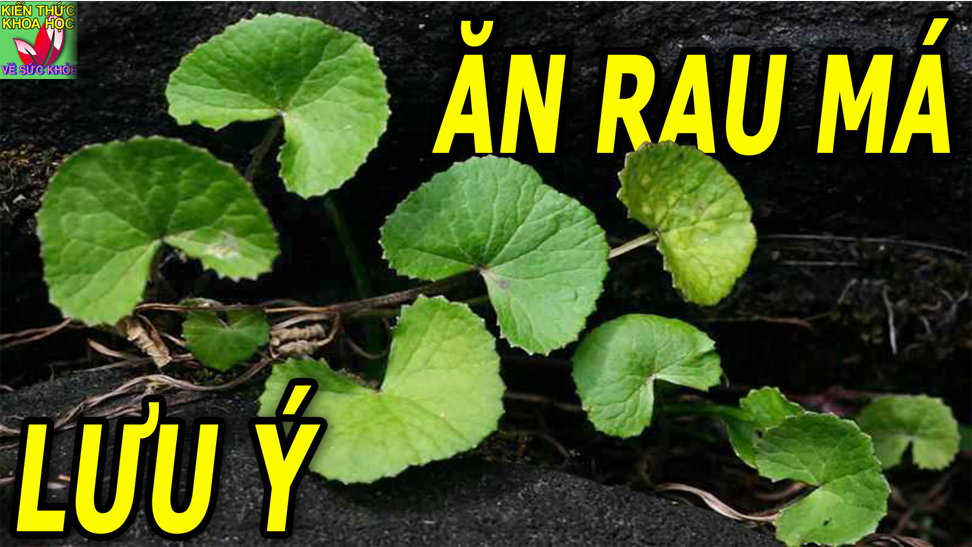 4-nhom-nguoi-phai-can-than-khi-an-rau-ma