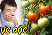 canh-giac-7-loai-thuc-pham-de-gay-ngo-doc-neu-an-sai-cach