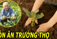 ngoai-100-tuoi-van-khoe-manh-minh-man-nho-thuong-xuyen-an-mot-thu