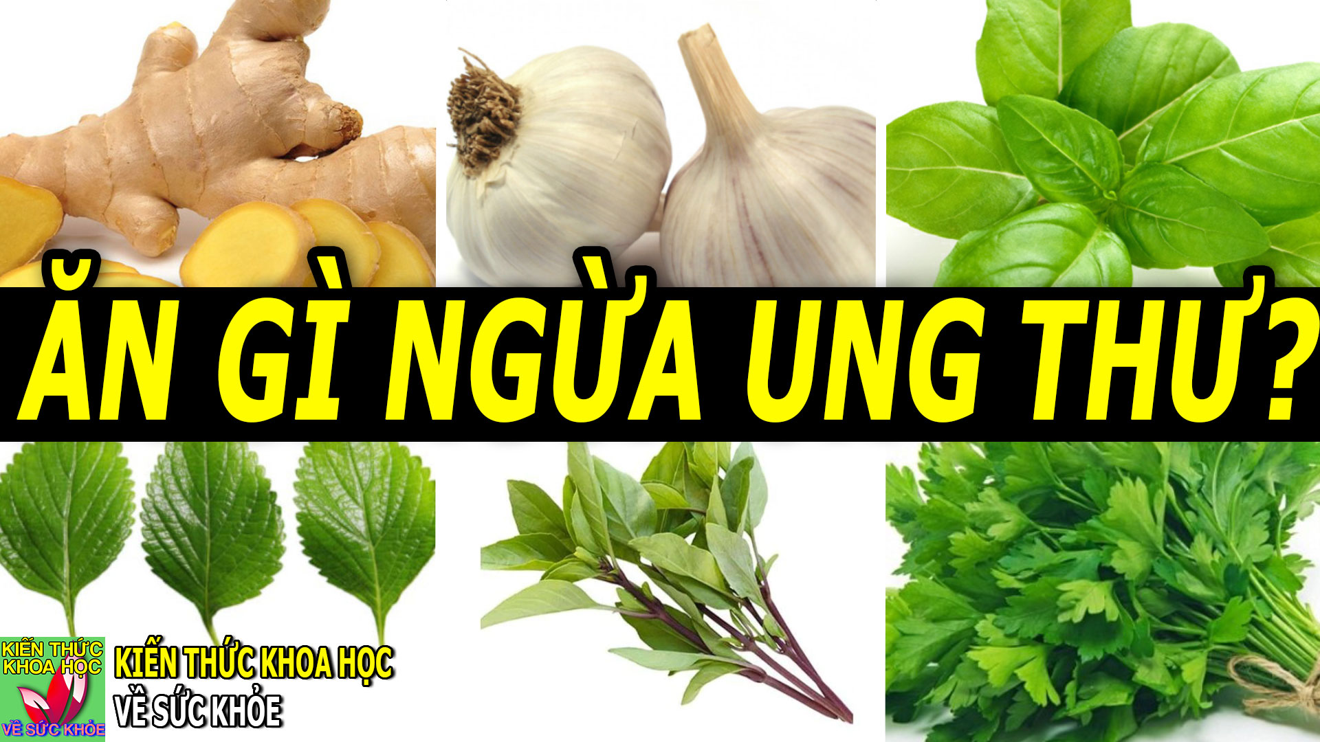 6-loai-thuc-pham-chong-ung-thu-nen-bo-sung-moi-ngay