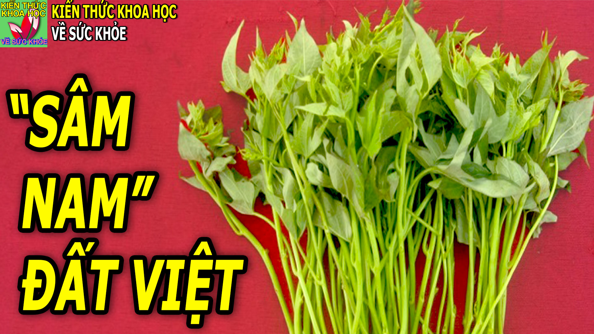 menh-danh-sam-nam-dat-viet-cuc-ky-giau-gia-tri-dinh-duong