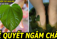 ngam-chan-la-lot-tac-dung-dieu-ky