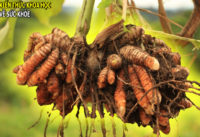 7-cong-dung-tuyet-voi-cua-nghe-doi-voi-suc-khoe