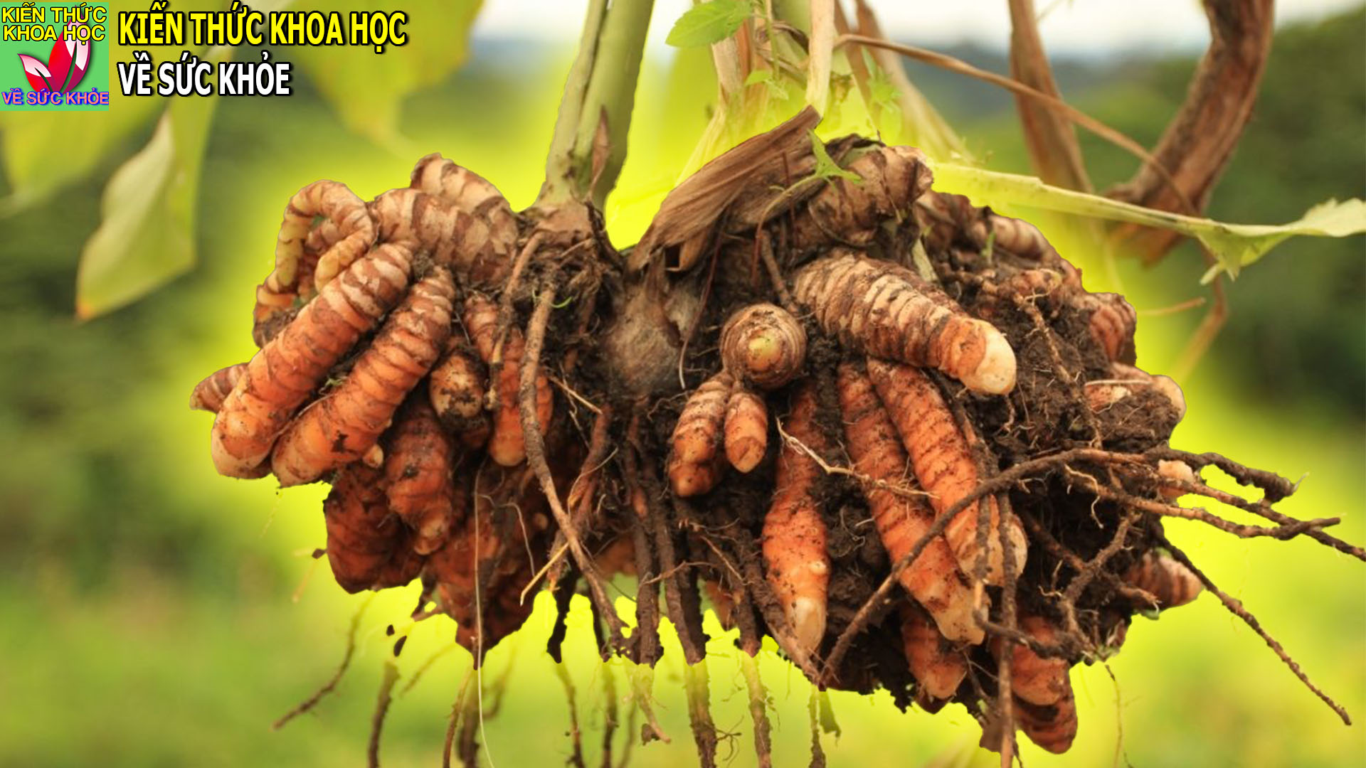 7-cong-dung-tuyet-voi-cua-nghe-doi-voi-suc-khoe