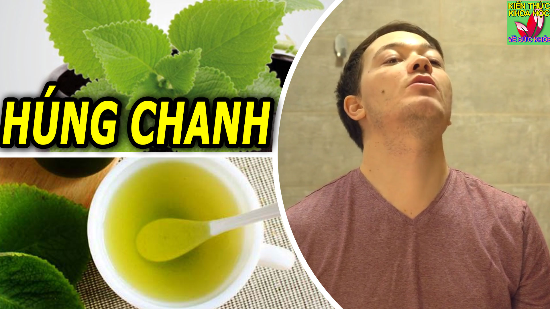 hung-chanh-chua-ho-giai-cam-co-nhieu-loi-ich-cho-suc-khoe