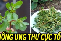 loai-rau-dan-da-thuoc-tu-dai-ky-thao-giup-chong-ung-thu-hieu-qua