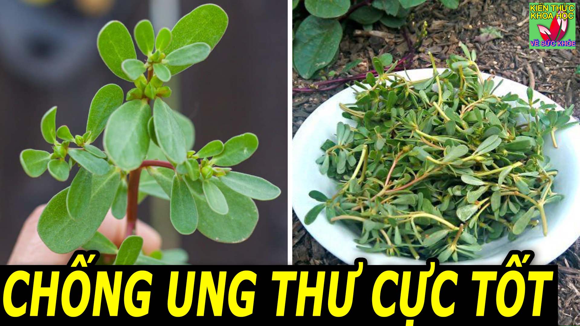 loai-rau-dan-da-thuoc-tu-dai-ky-thao-giup-chong-ung-thu-hieu-qua