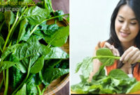 an-rau-mong-toi-co-tac-dung-gi