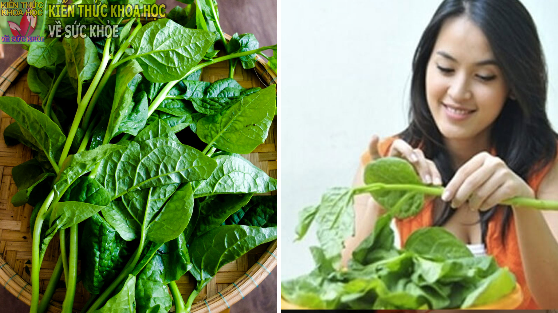 an-rau-mong-toi-co-tac-dung-gi