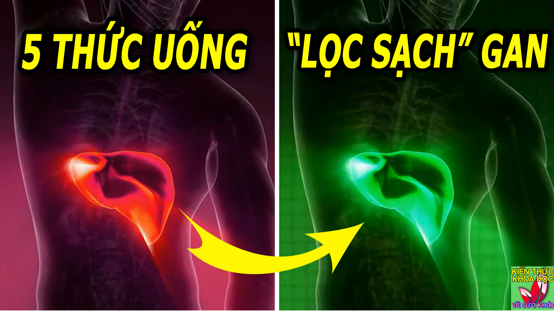 5-thuc-uong-ho-tro-thanh-loc-giai-doc-gan-tang-cuong-chuc-nang-gan