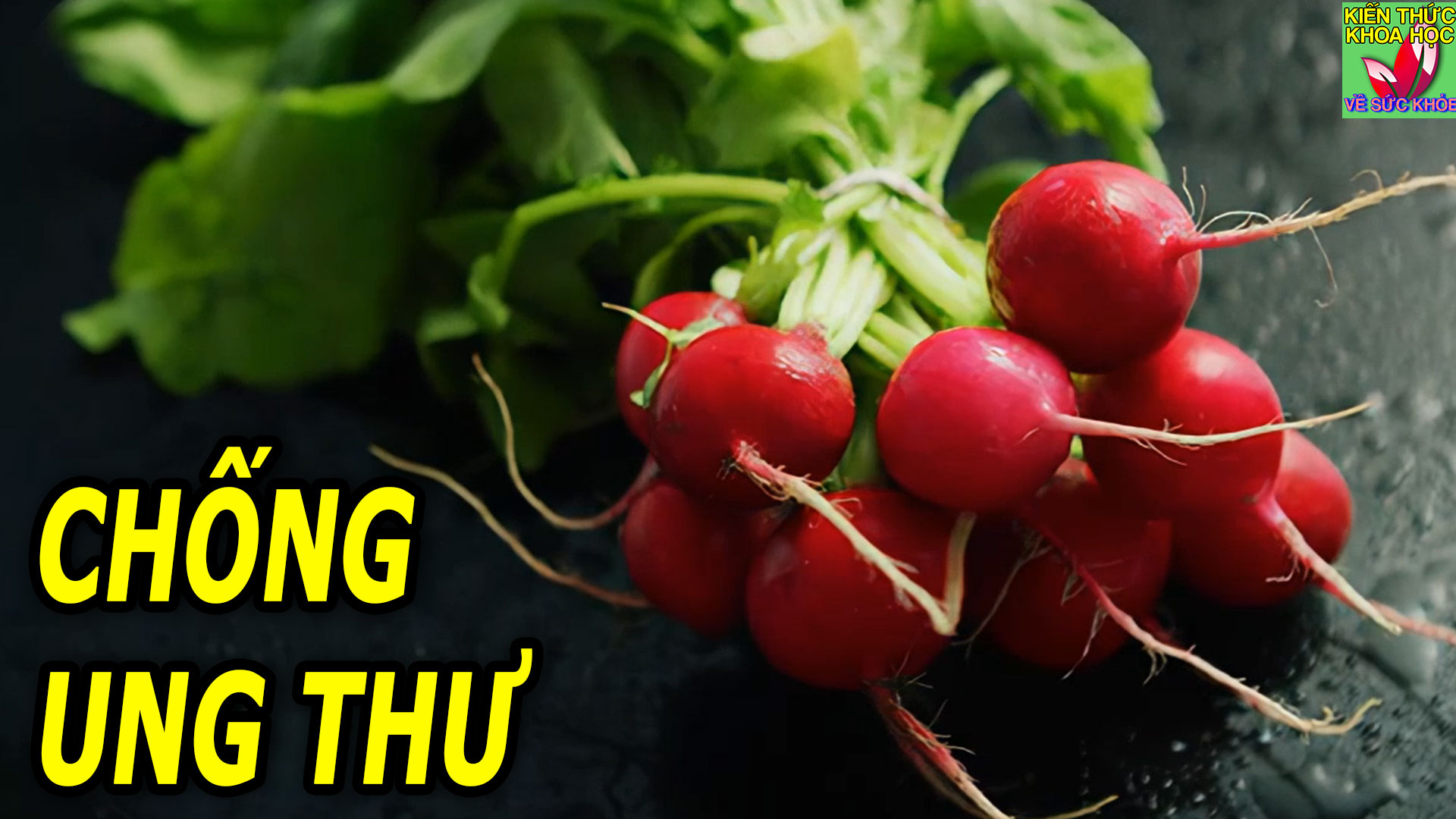 cu-cai-do-loai-rau-bo-duong-giup-phong-chong-ung-thu-cai-thien-tieu-hoa