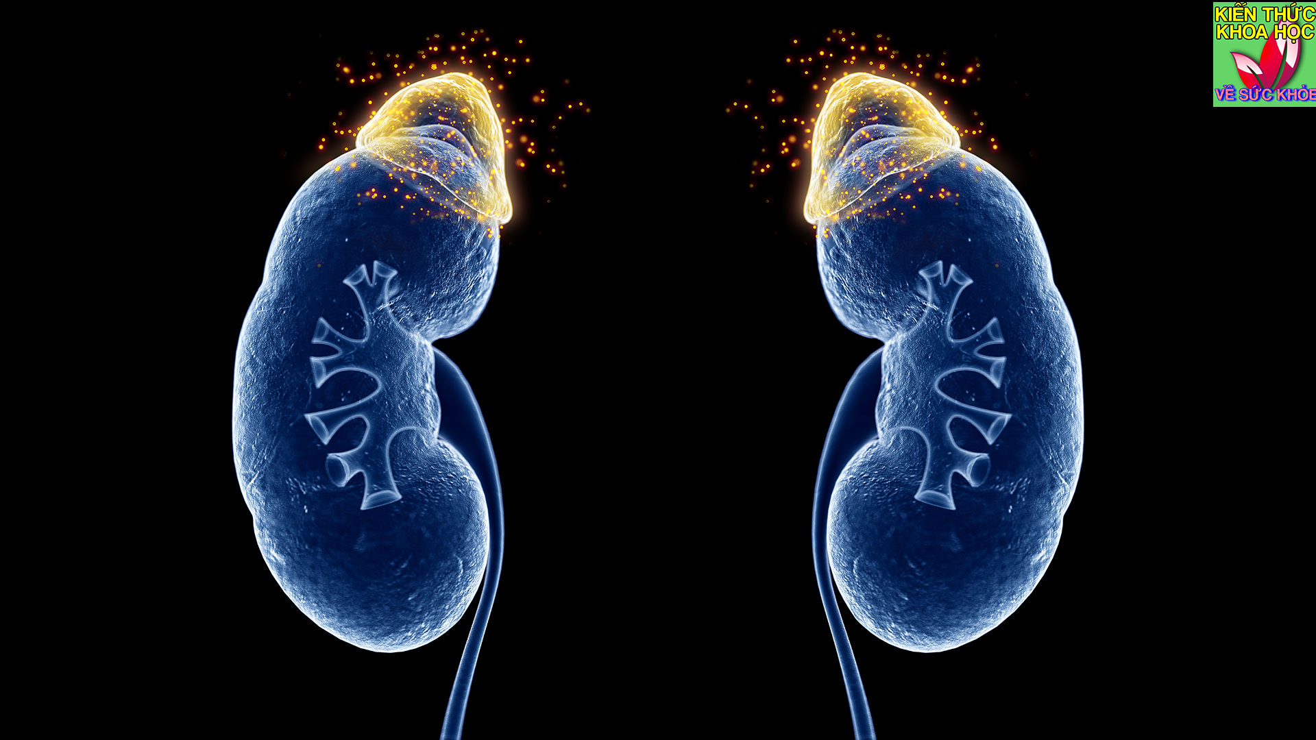 tuyen-thuong-than-co-quan-giu-sinh-menh-nhung-nhieu-nguoi-chua-biet-giu-gin