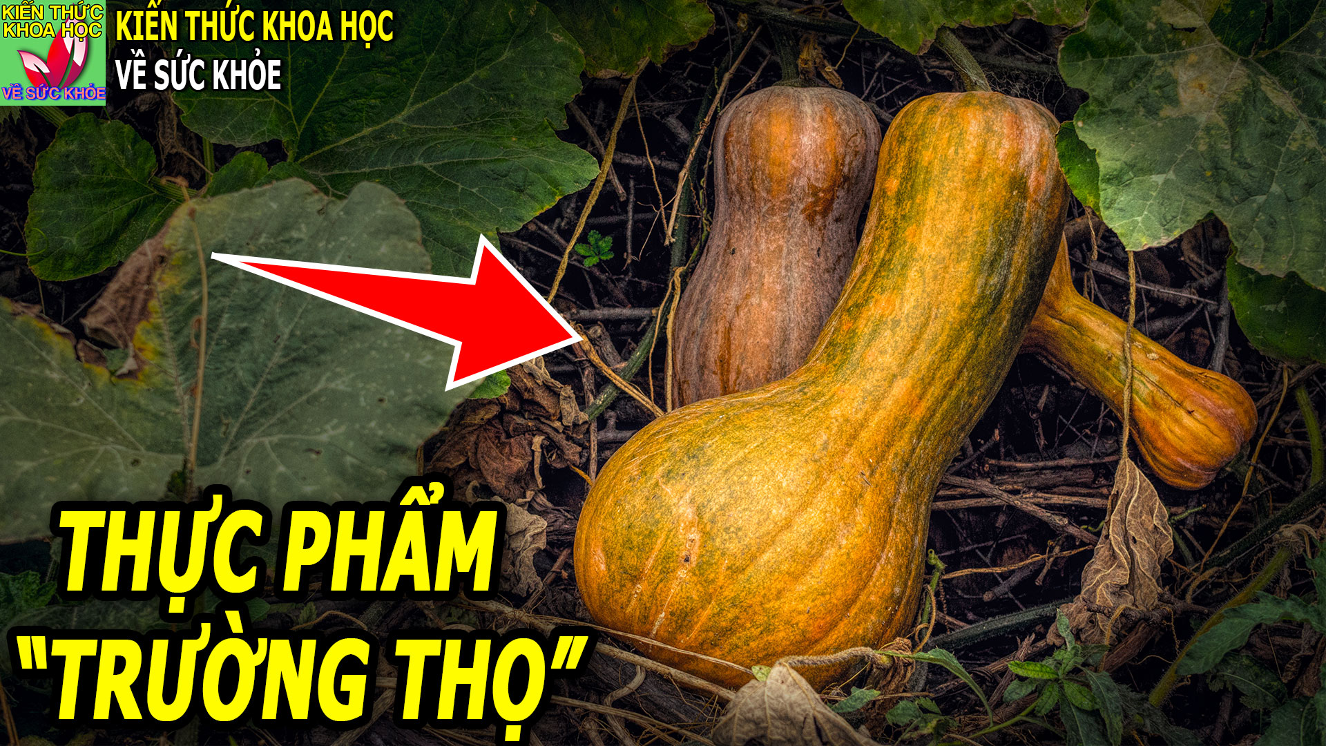 thuc-pham-truong-tho-giup-mat-sang-tim-khoe-phong-ngua-ung-thu