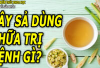 cay-sa-co-tac-dung-chua-benh-gi