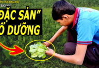 3-loai-rau-cuc-tot-cho-suc-khoe-khong-nen-bo-qua