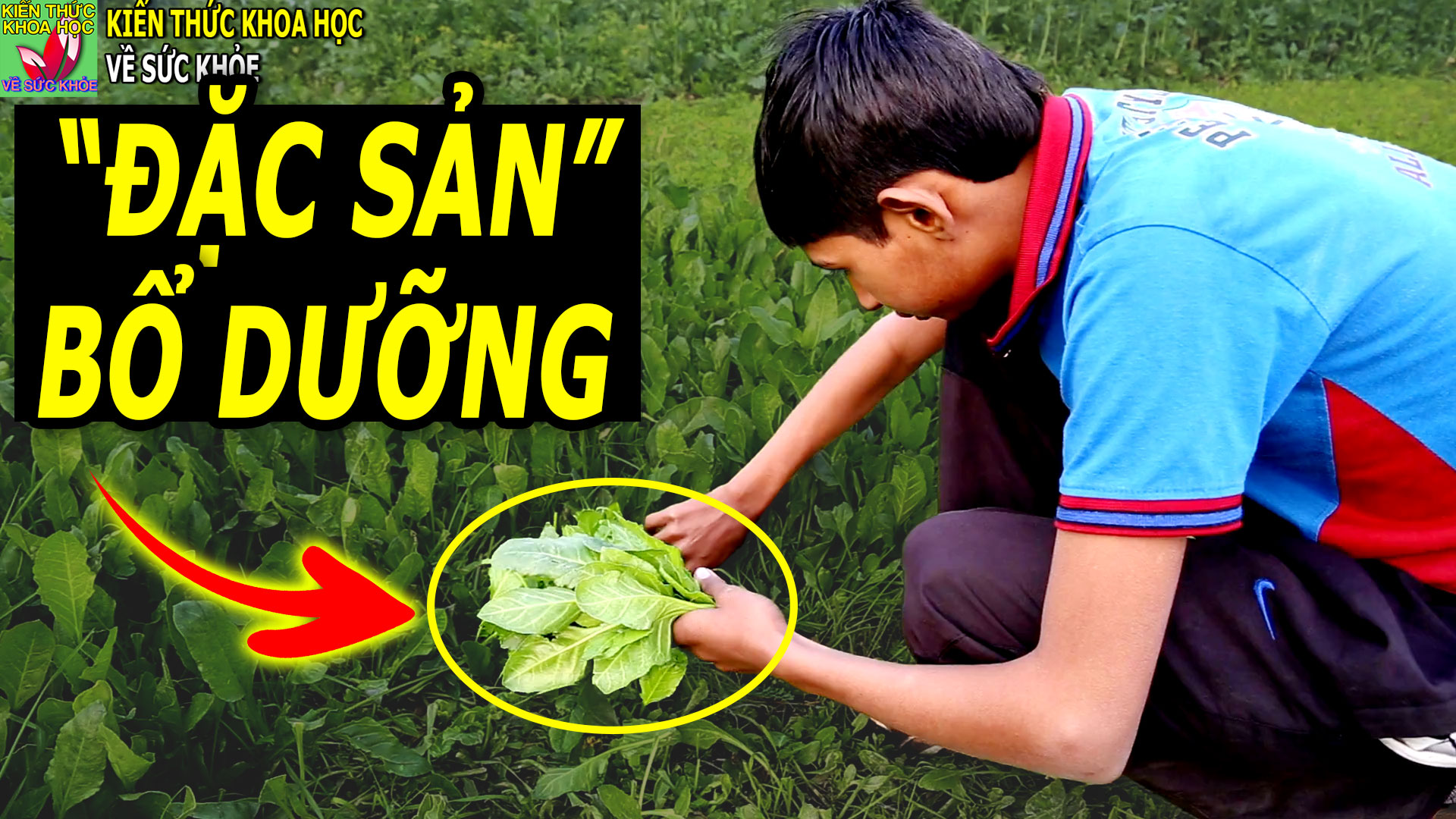 3-loai-rau-cuc-tot-cho-suc-khoe-khong-nen-bo-qua