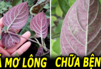 la-mo-long-co-tac-dung-gi