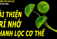 loai-rau-moc-day-vuon-giup-thanh-loc-co-the-cai-thien-tri-nho-tieu-hoa-khoe