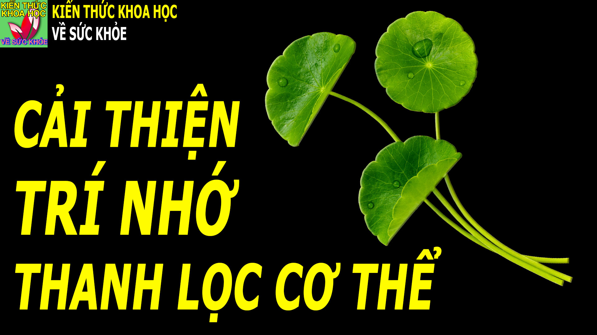 loai-rau-moc-day-vuon-giup-thanh-loc-co-the-cai-thien-tri-nho-tieu-hoa-khoe