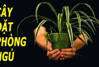 8-loai-cay-giup-ngu-ngon-loc-sach-khong-khi-trong-phong