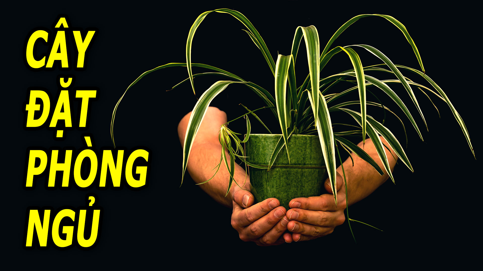 8-loai-cay-giup-ngu-ngon-loc-sach-khong-khi-trong-phong