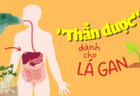 loai-rau-duoc-xem-la-than-duoc-cho-gan-giup-gan-khoe-manh