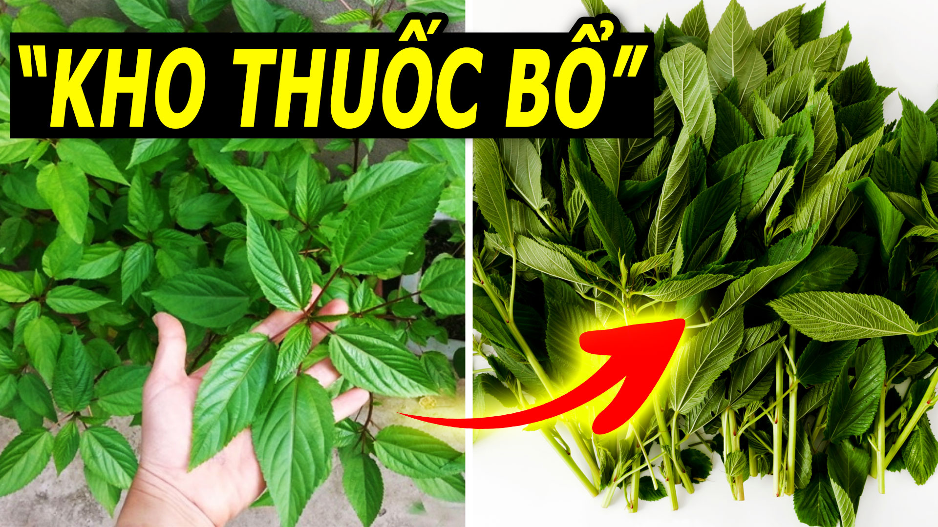 kho-thuoc-bo-san-co-trong-vuon-nha-duoc-dong-y-ca-ngoi-het-loi