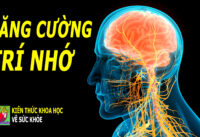 thuc-pham-bo-nao-tang-cuong-tri-nho-khi-ve-gia