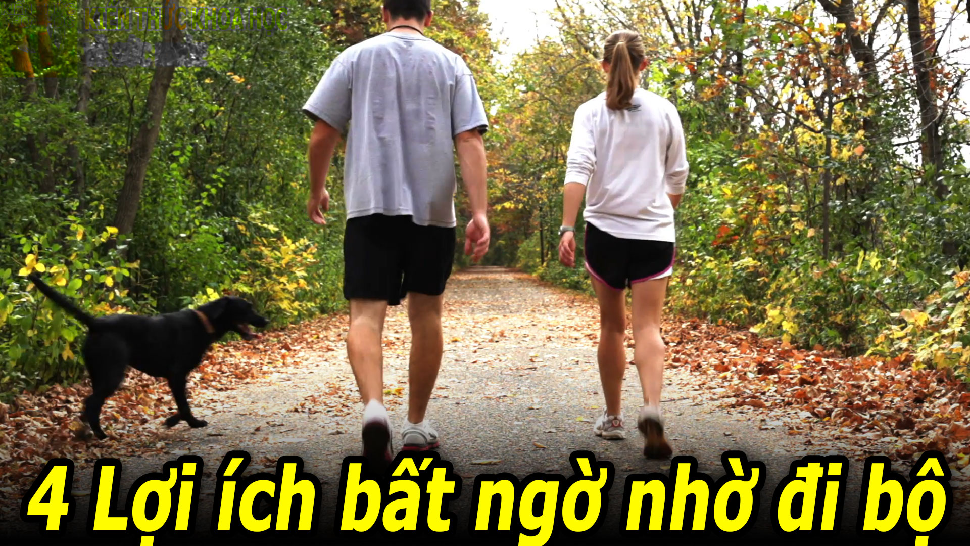 di-bo-moi-ngay-co-the-nhan-ve-4-loi-ich-suc-khoe-bat-ngo