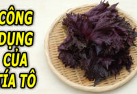 tia-to-co-tac-dung-gi