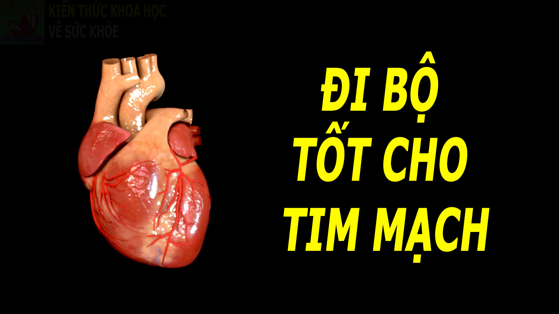 cach-di-bo-giup-phat-huy-toi-da-loi-ich-tim-mach