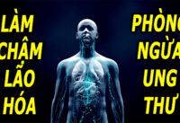 thuc-pham-giup-lam-cham-lao-hoa-giam-nguy-co-ung-thu