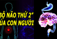 duoc-menh-danh-la-bo-nao-thu-hai-cua-co-the-nhung-thuong-bi-lang-quen
