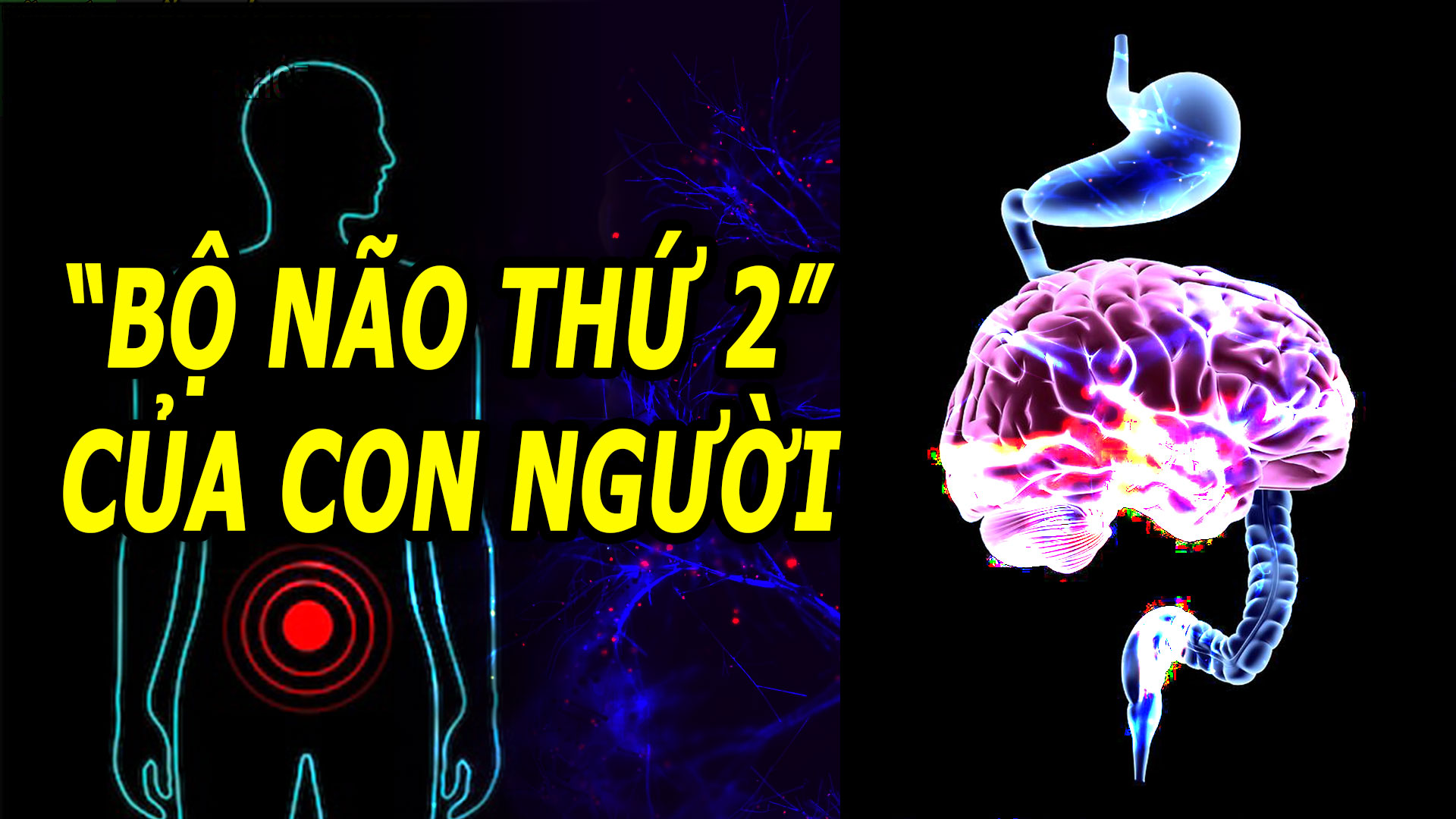 duoc-menh-danh-la-bo-nao-thu-hai-cua-co-the-nhung-thuong-bi-lang-quen