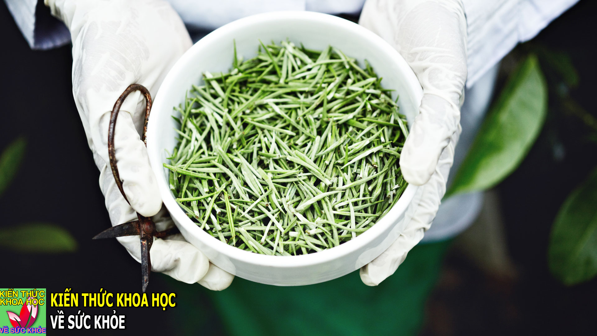 5-loai-tra-dac-biet-tot-cho-suc-khoe-giau-chat-chong-oxy-hoa