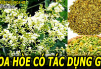 uong-nuoc-hoa-hoe-co-tac-dung-gi