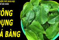 la-bang-co-tac-dung-gi