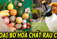 cach-loai-bo-hoa-chat-thuoc-tru-sau-tren-rau-cu-qua