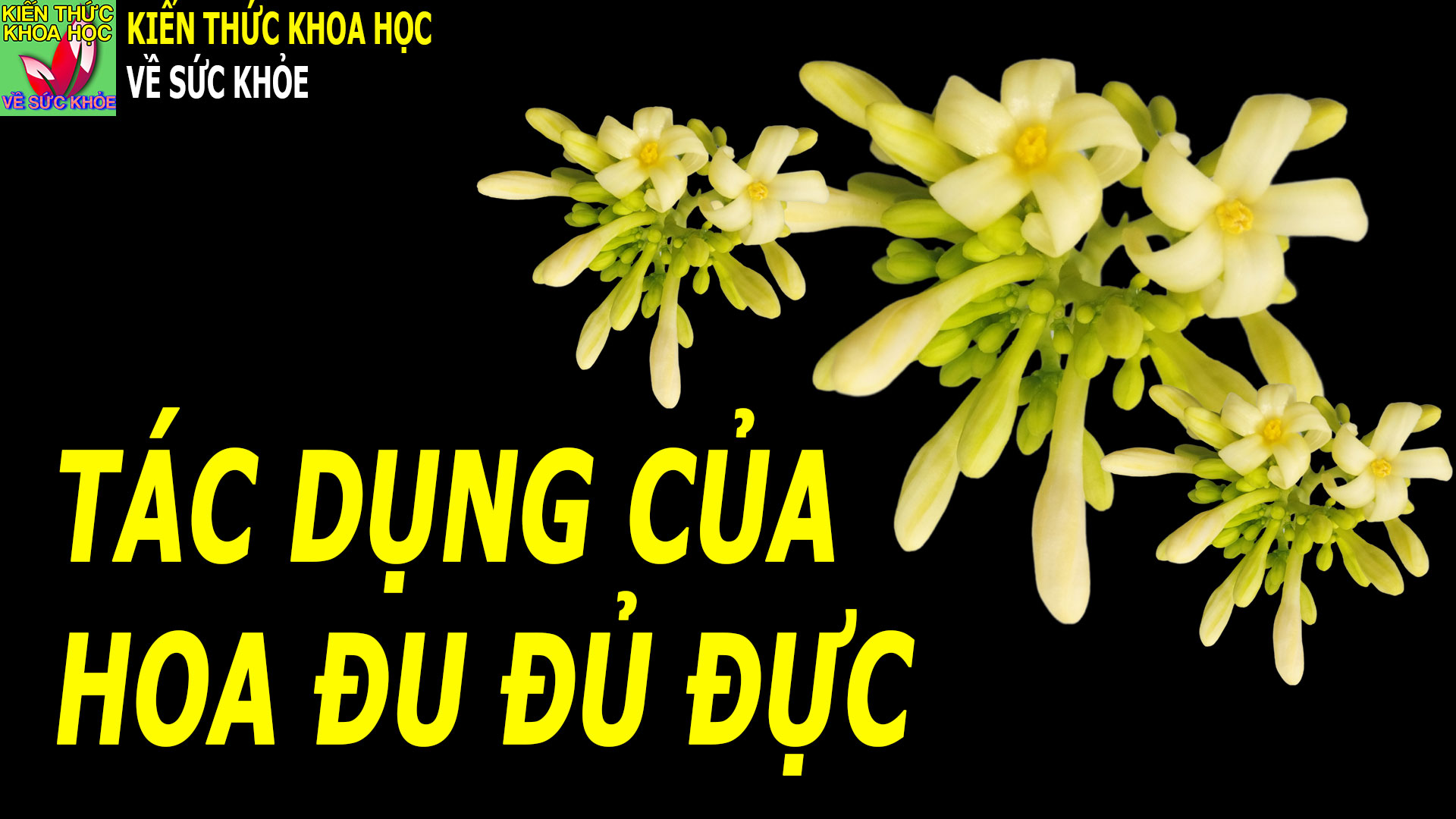 hoa-du-du-duc-co-tac-dung-gi