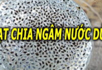 hat-chia-uong-voi-nuoc-dua-co-tac-dung-gi