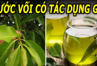 uong-nuoc-la-voi-hang-ngay-co-tot-khong