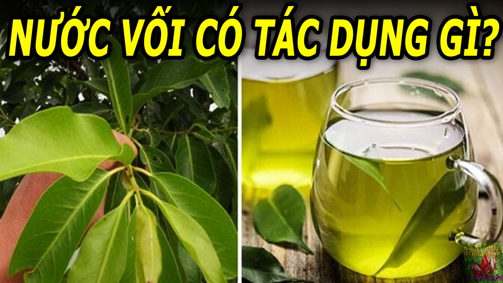 uong-nuoc-la-voi-hang-ngay-co-tot-khong