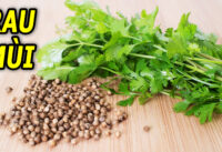 mot-nam-rau-mui-8-loi-ich-suc-khoe-bat-ngo