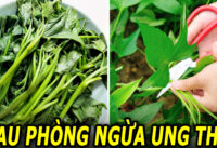an-rau-khoai-lang-co-the-giup-phong-ngua-ung-thu